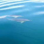 Διαμέρισμα Starnerja Ii