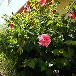 Starnerja Ii *