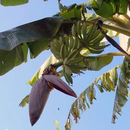 Starnerja Ii * Nerja