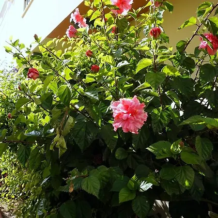 Starnerja Ii *