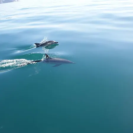 Starnerja Ii *