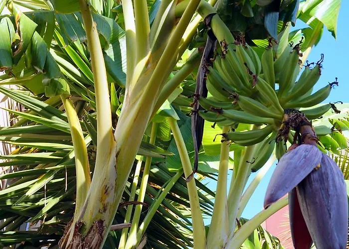 Starnerja Ii * Nerja