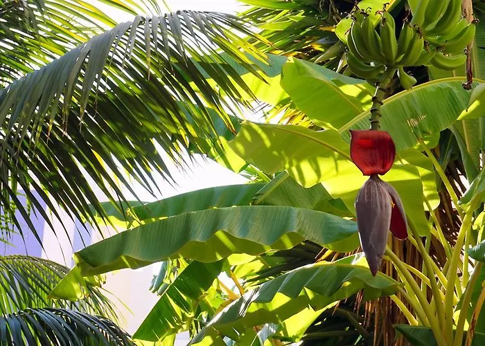 Apartment Starnerja Ii