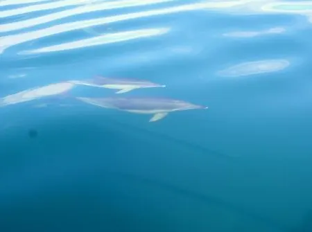 Apartament Starnerja Ii