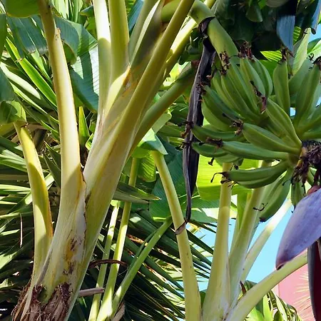 Starnerja Ii * Nerja