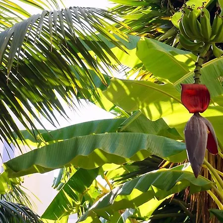 Apartament Starnerja Ii