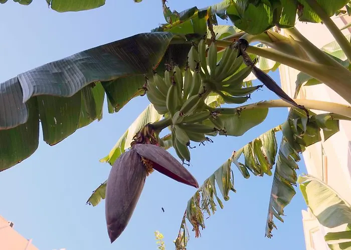 Starnerja Ii * Нерха